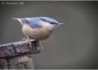 MG 7366-nuthatch-adel dam-070216