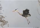 MG 7527-grey heron-110216