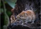 MG 7551-bank vole-110216