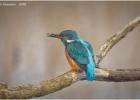 MG 7830-kingfisher-130316