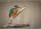 MG 7833-kingfisher-130316