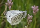 MG 3323-green veined white