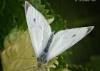 MG 3327-green veined white