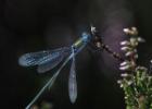 MG 3413-emerald damselfly