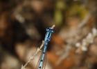 MG 3496-common blue damselfly