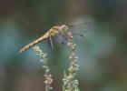 MG 3504-common darter