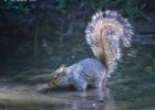 MG 3942-adel dam-grey squirrel