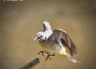 MG 3971-adel dam-grey wagtail