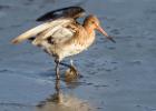 black tailed godwit burton marsh 041216 MG 8703