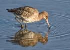 black tailed godwit burton marsh 041216 MG 8715