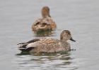 gadwall-old moor-091216-MG 9015