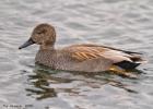 gadwall-old moor-091216-MG 9045