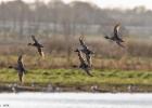 pintails  martin mere 041216 MG 8888