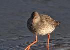 redshank burton marsh 041216