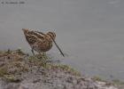 snipe-old moor-091216-MG 9085