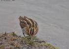 snipe-old moor-091216-MG 9091