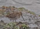 snipe-old moor-091216-MG 9096