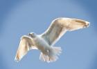 RAW 0134-herring gull