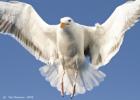 RAW 0144-herring gull