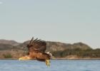 RAW 0232-sea eagle