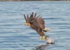 RAW 0234-sea eagle