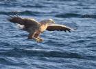 RAW 0292-sea eagle