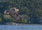 RAW 0302-sea eagle