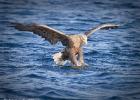 RAW 0339-sea eagle