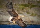 RAW 0344-sea eagle