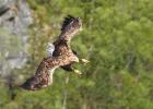 RAW 0486-sea eagle