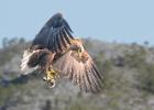 RAW 0608-sea eagle