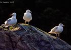 RAW 0658-herring gulls