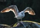 RAW 0672-immature herring gull