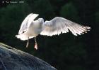 RAW 0679-herring gull