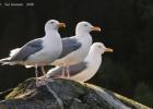 RAW 0699-herring gulls