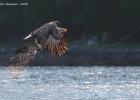 RAW 1750-sea eagle