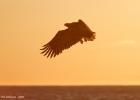 RAW 2142-eagle at sunset