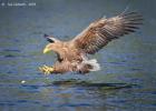 RAW 2716-sea eagle