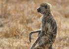 kafue-baboon-0286