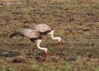 kafue-crane-0096