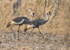 kafue-cranes-0387