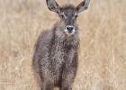 kafue-defassa waterbuck-0363