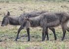 kafue-defassa waterbuck-0474