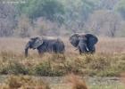 kafue-elephant-0172