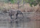 kafue-elephant-0179