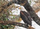 kafue-fish eagle-0315