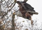 kafue-fish eagle-0320