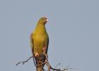 kafue-green pigeon-0104