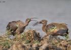 kafue-hadeba ibis-0350