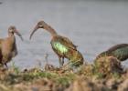 kafue-hadeba ibis-0355